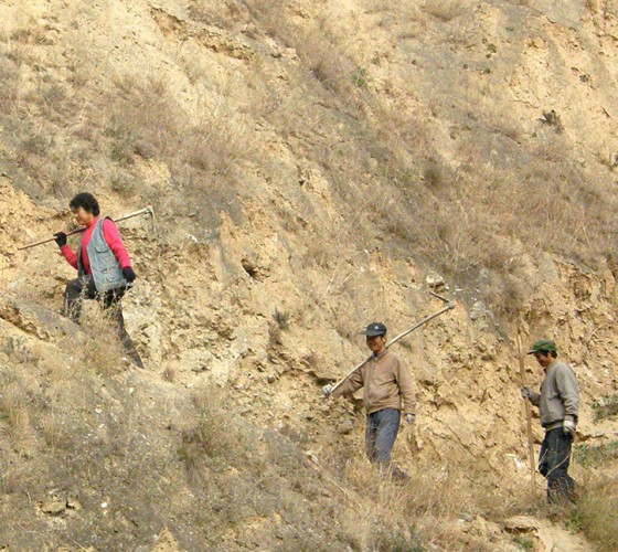 雖沒(méi)有十里桃林，漫山遍野的灼灼芳華。但我們有萬(wàn)畝國(guó)家級(jí)標(biāo)準(zhǔn)化油橄欖種植示范基地，漫山遍野，香氣撲鼻。畝是中國(guó)市制土地面積單位，一畝等于六十平..